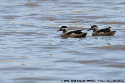 Blue-Billed TealSpatula hottentota