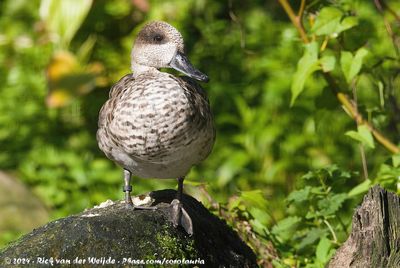 Marbled DuckMarmaronetta angustirostris