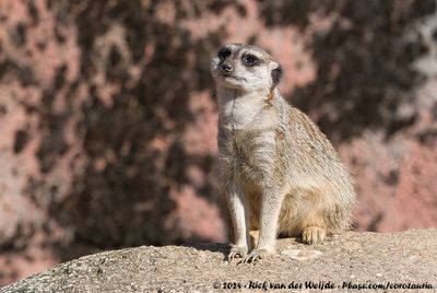 Slender-Tailed Meerkat (Stokstaart)