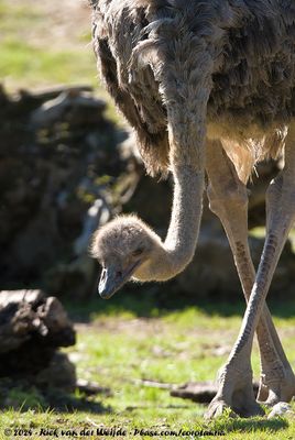 Common Ostrich (Struisvogel)