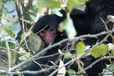 Red-Faced Black Spider MonkeyAteles paniscus