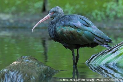 Puna IbisPlegadis ridgwayi