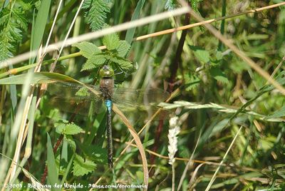 Lesser EmperorAnax parthenope