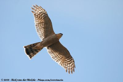 Eurasian SparrowhawkAccipiter nisus ssp.