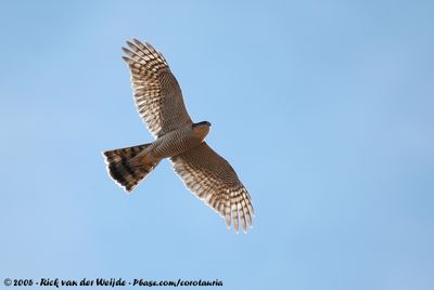 Eurasian SparrowhawkAccipiter nisus ssp.