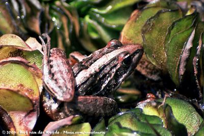 Nile Ridged Frog  (Ptychadena nilotica)