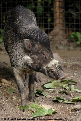 Visayan Warty PigSus cebifrons negrinus