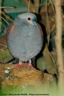 Crested Quail-DoveGeotrygon versicolor