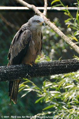 Red KiteMilvus milvus milvus