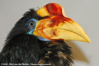 Wrinkled HornbillRhabdotorrhinus corrugatus
