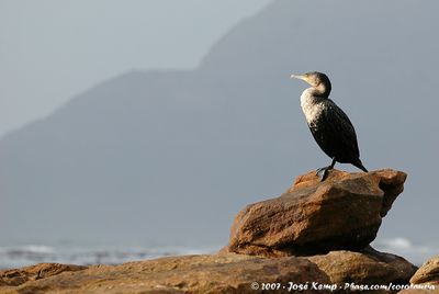 White-Breasted CormorantPhalacrocorax lucidus