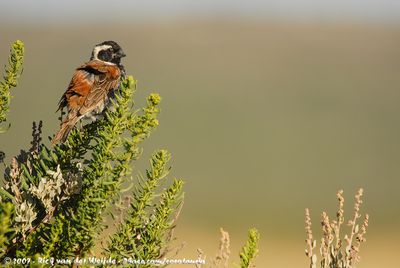 Cape SparrowPasser melanurus melanurus