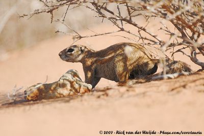 South African Ground SquirrelGeosciurus inauris