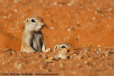 South African Ground SquirrelGeosciurus inauris