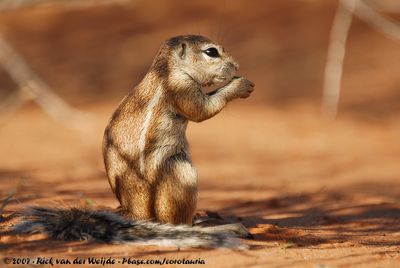 South African Ground SquirrelGeosciurus inauris