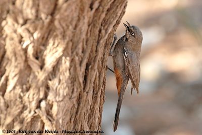 Chestnut-Vented WarblerCurruca subcoerulea cinerascens