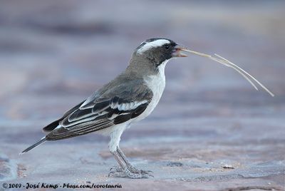 White-Browed Sparrow-WeaverPlocepasser mahali mahali
