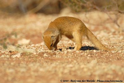 Yellow MongooseCynictis penicillata bradfieldi