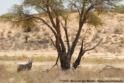 GemsbokOryx gazella
