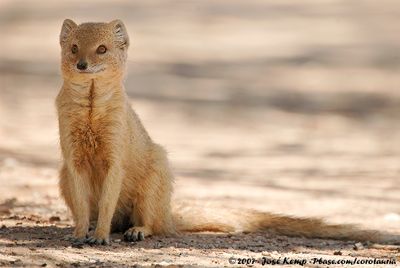Yellow MongooseCynictis penicillata bradfieldi