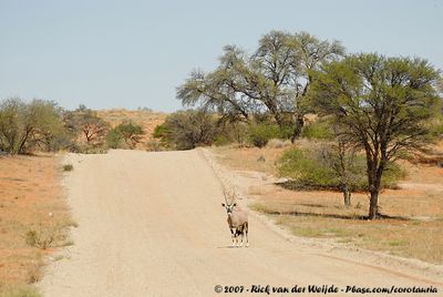 GemsbokOryx gazella