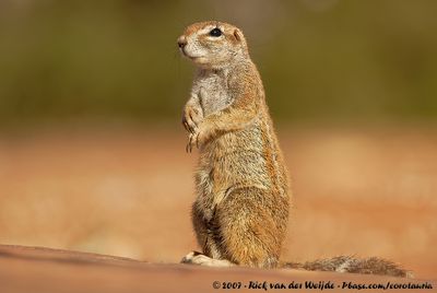 South African Ground SquirrelGeosciurus inauris