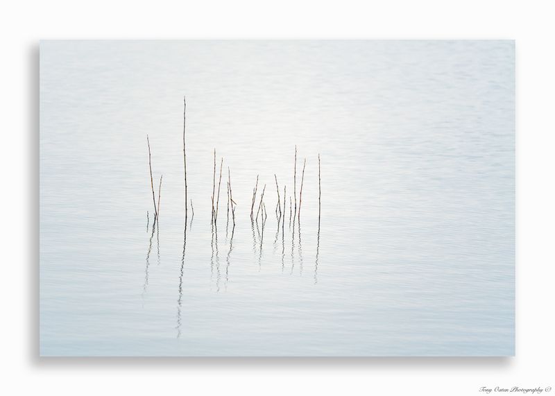 scenics