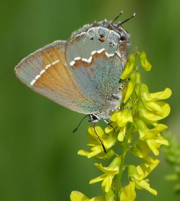  Butterflies, Skippers, and Moths