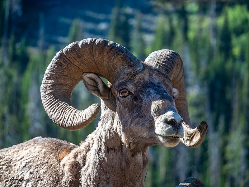 The Ram