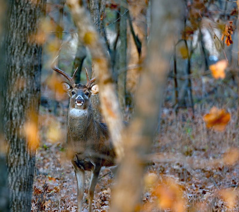 Prancer.jpg
