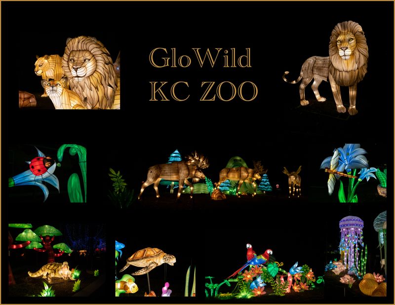 GloWild 