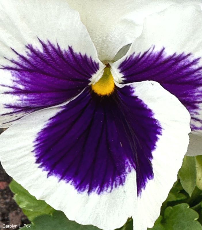 The Pansy