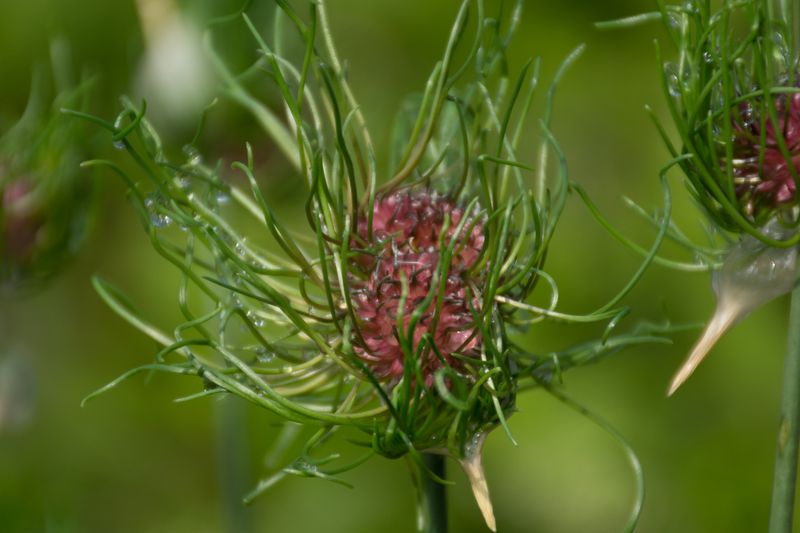 Crow Garlic