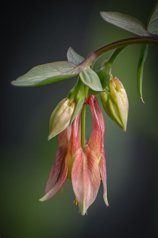 Columbine