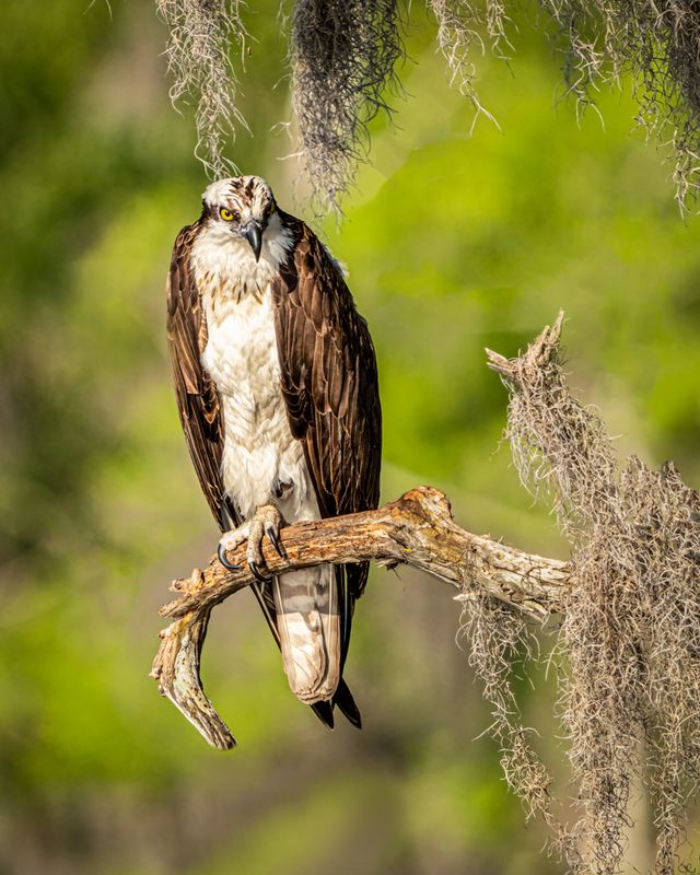 osprey