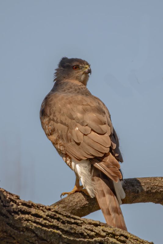 Backyard Visitor