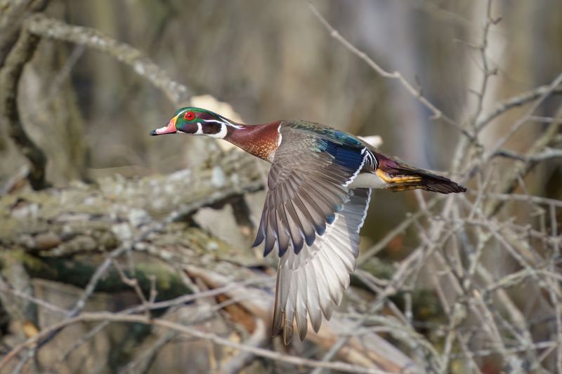 Wetlands Wood Duck