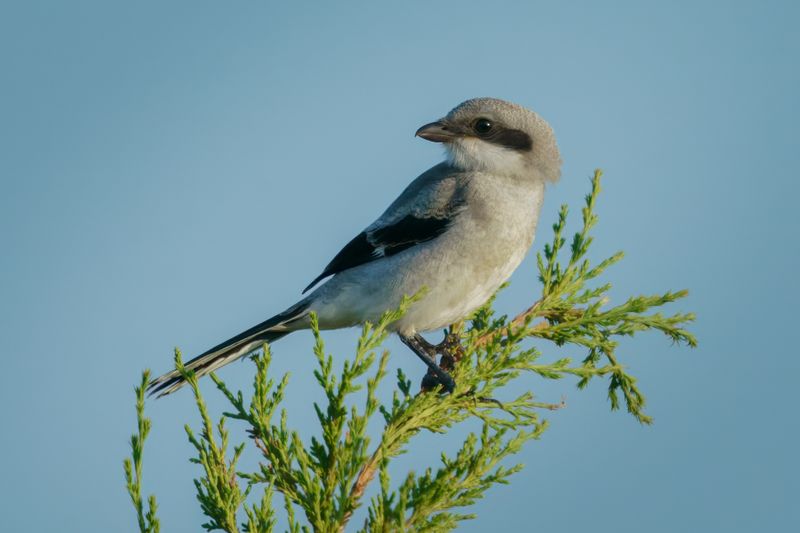 Sunrise Shrike