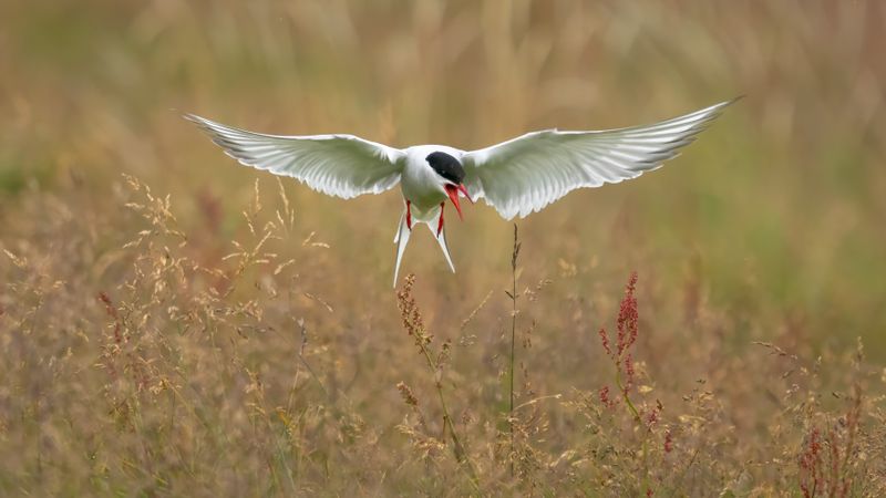 Arctic Tern