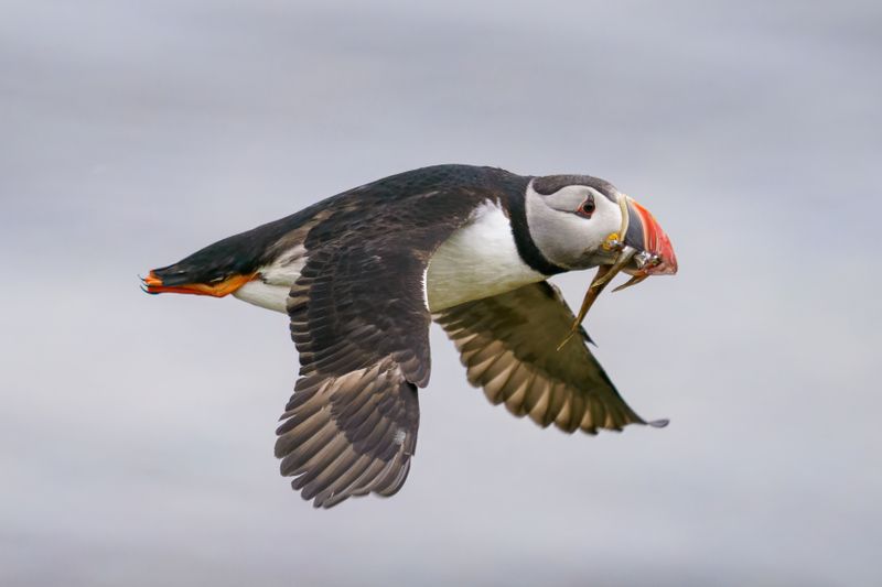 Atlantic Puffin