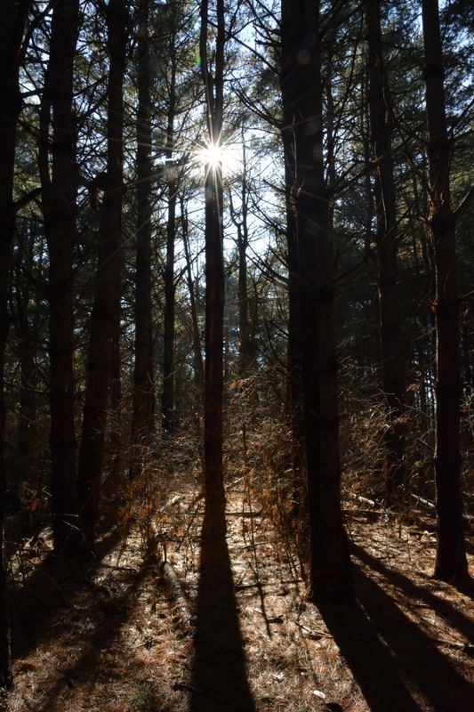 In the forest