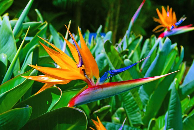 bird of paradise.jpg