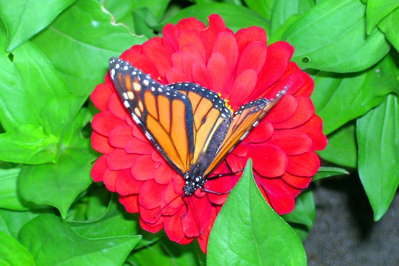 powell garden butterfly.jpg