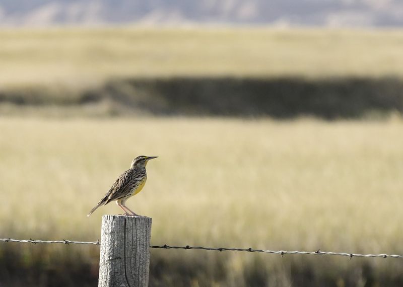 2025 June - Small Birds