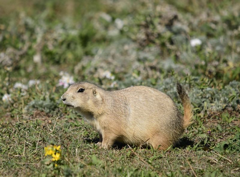 2025 September - Animals
