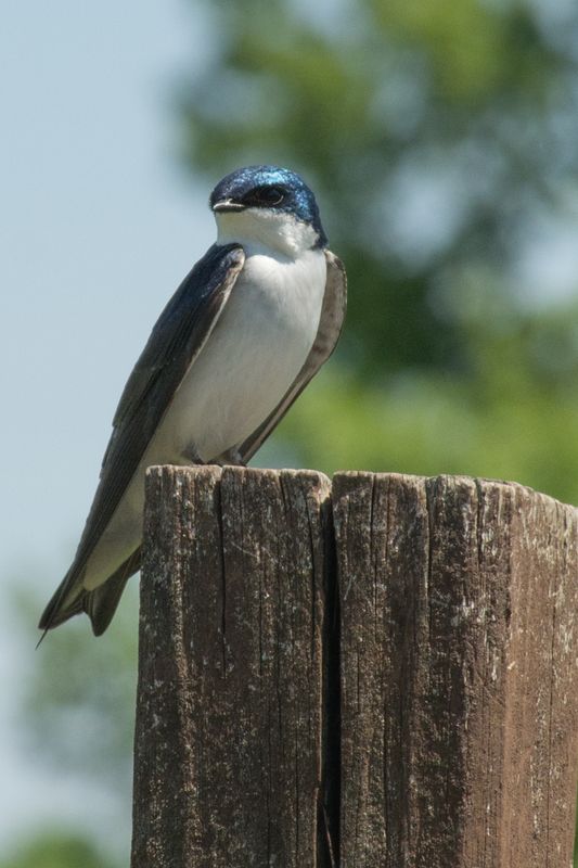 2025 June - Small Birds