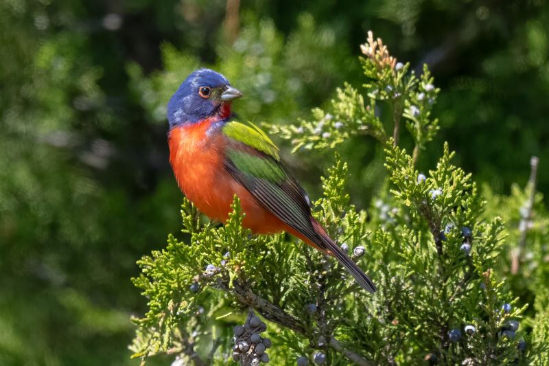 2025 June - Small Birds
