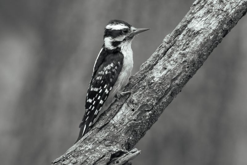 Downy Woodpecker