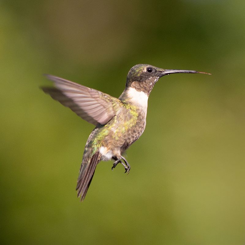 2025 June - Small Birds