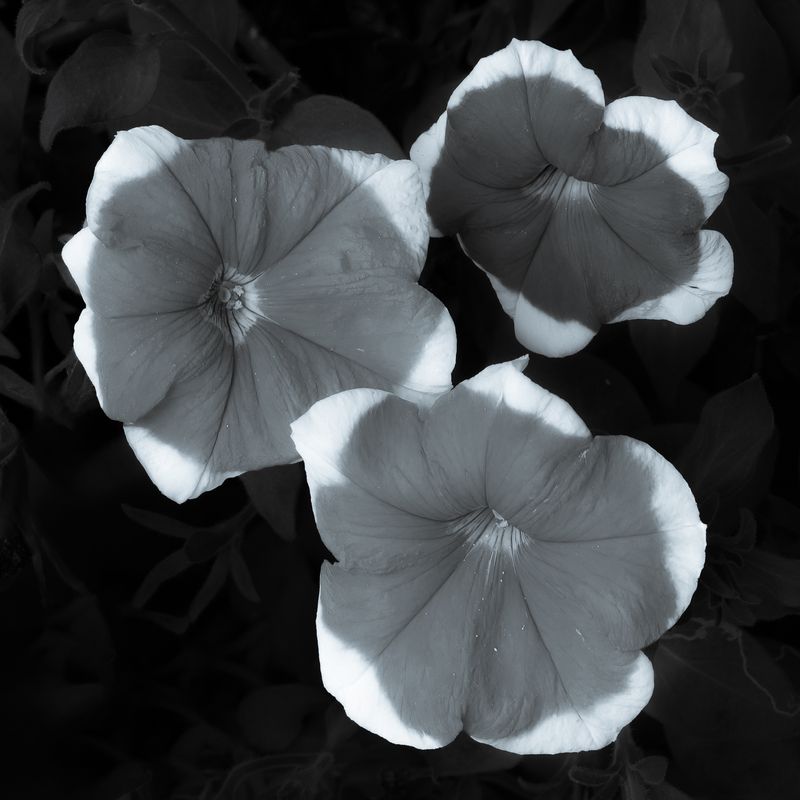 2025 August - Black & White